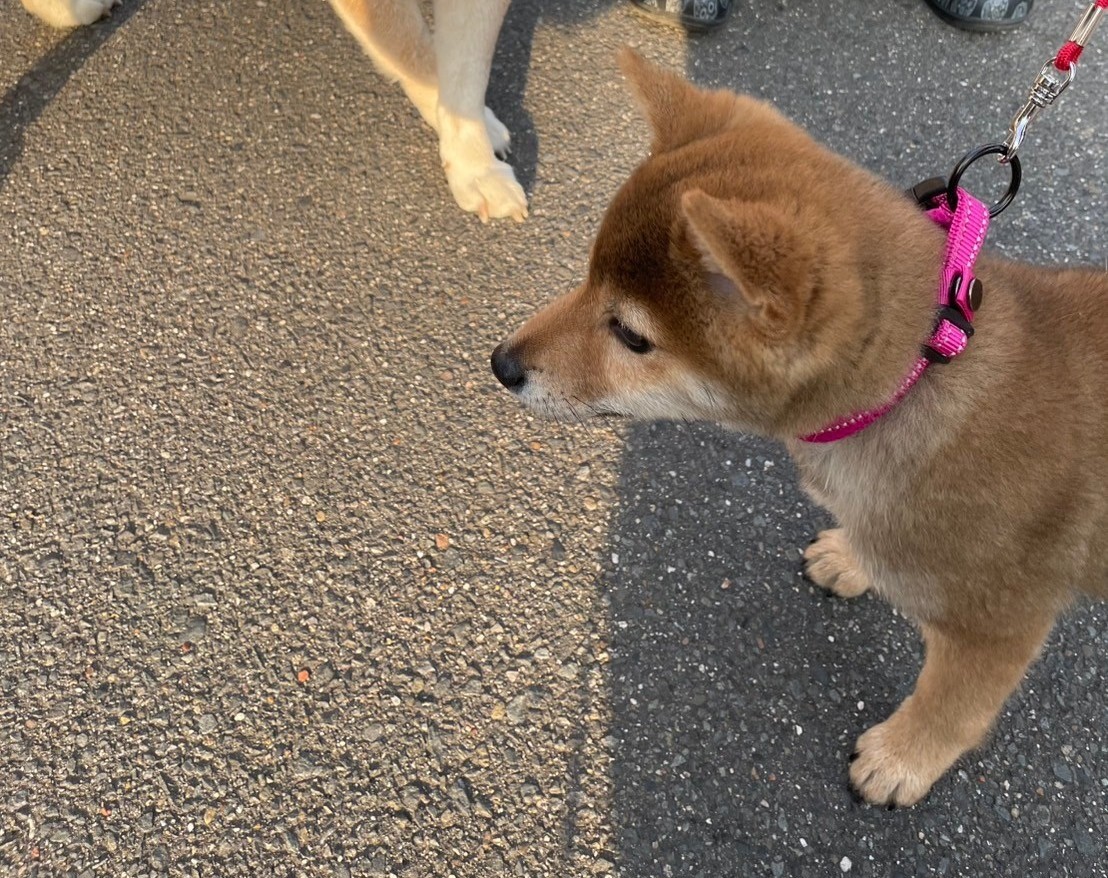 我が家のチャコちゃん❤