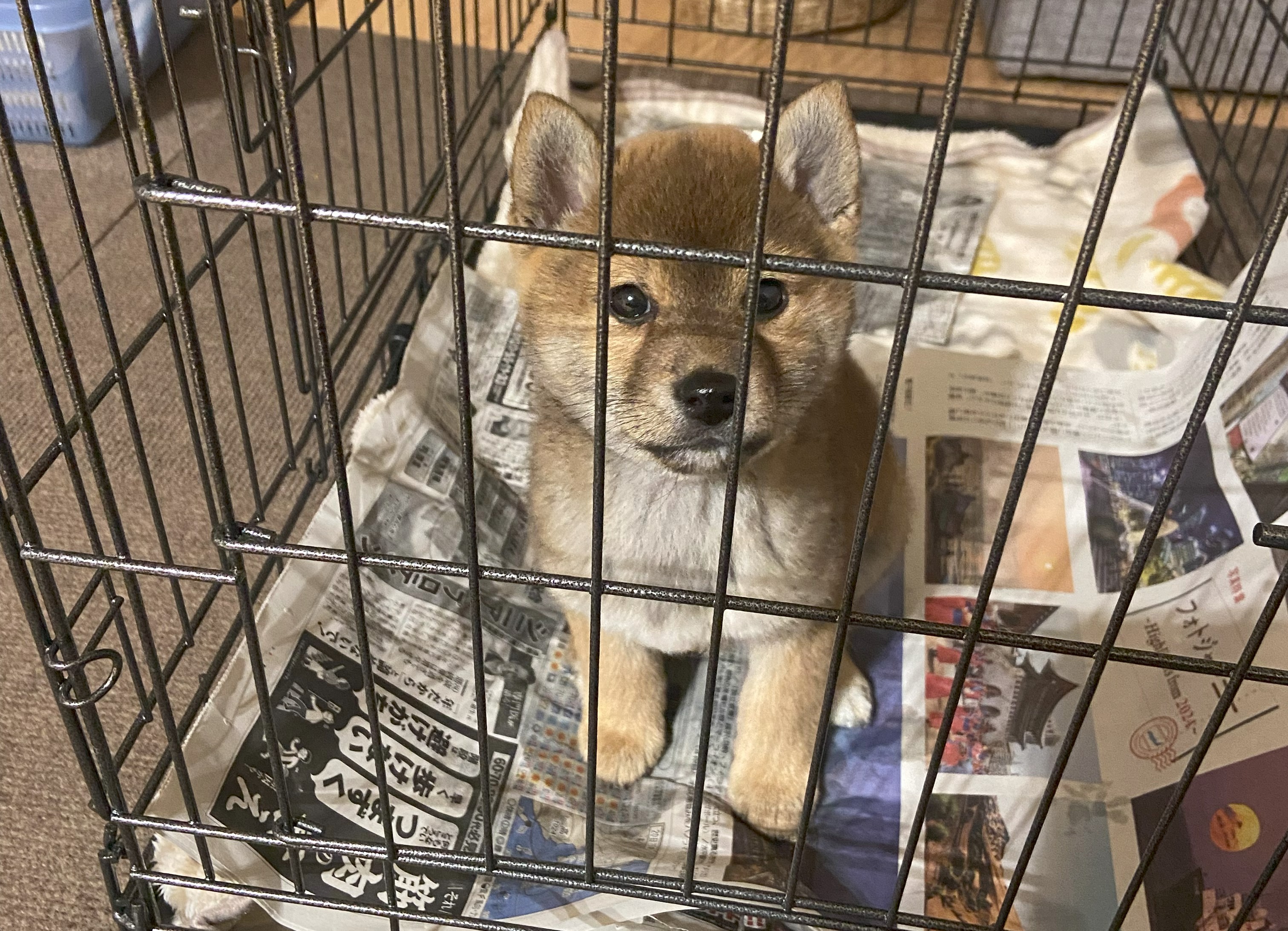 チャコちゃん❤成長記録